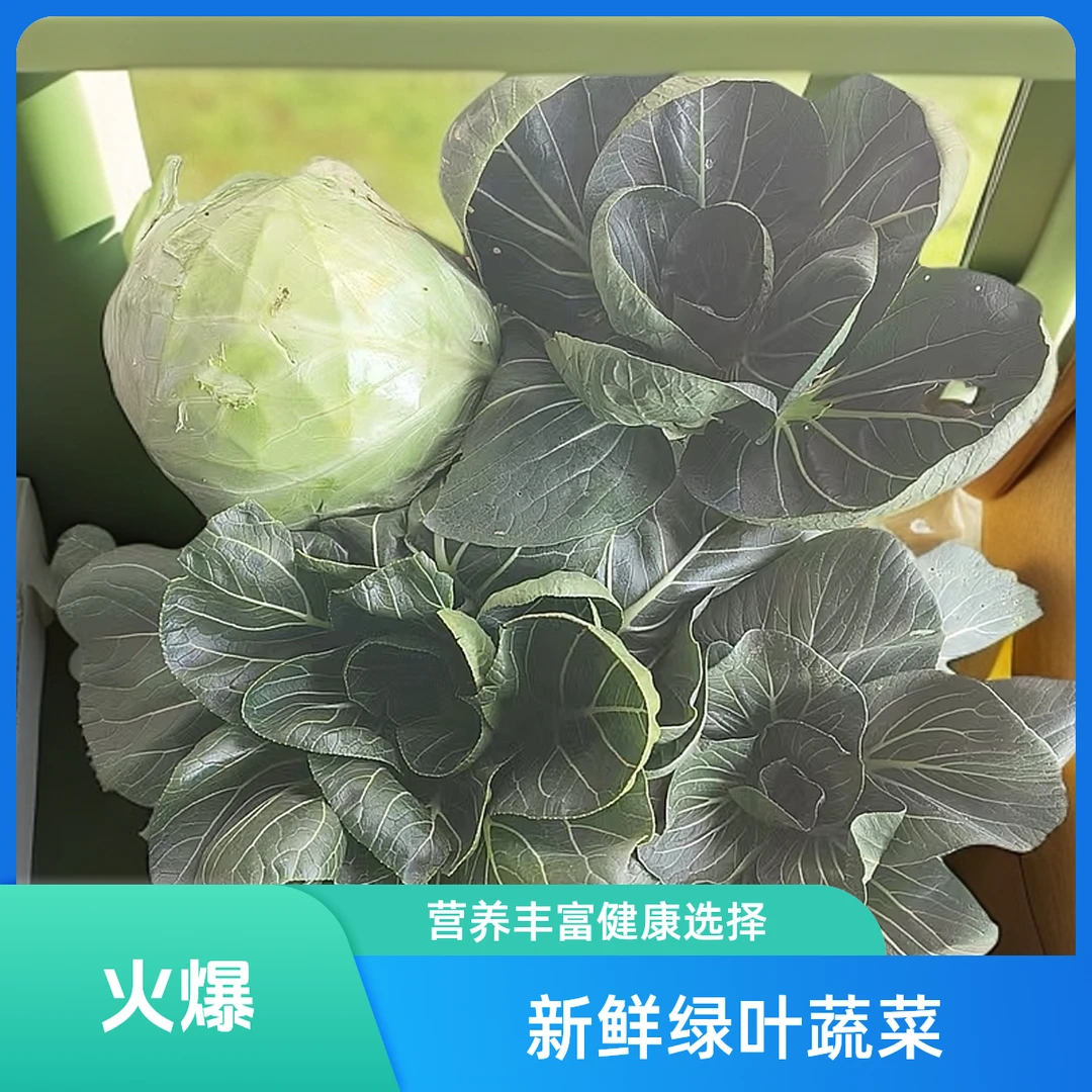 奉贤本地露天甘蓝菜青菜