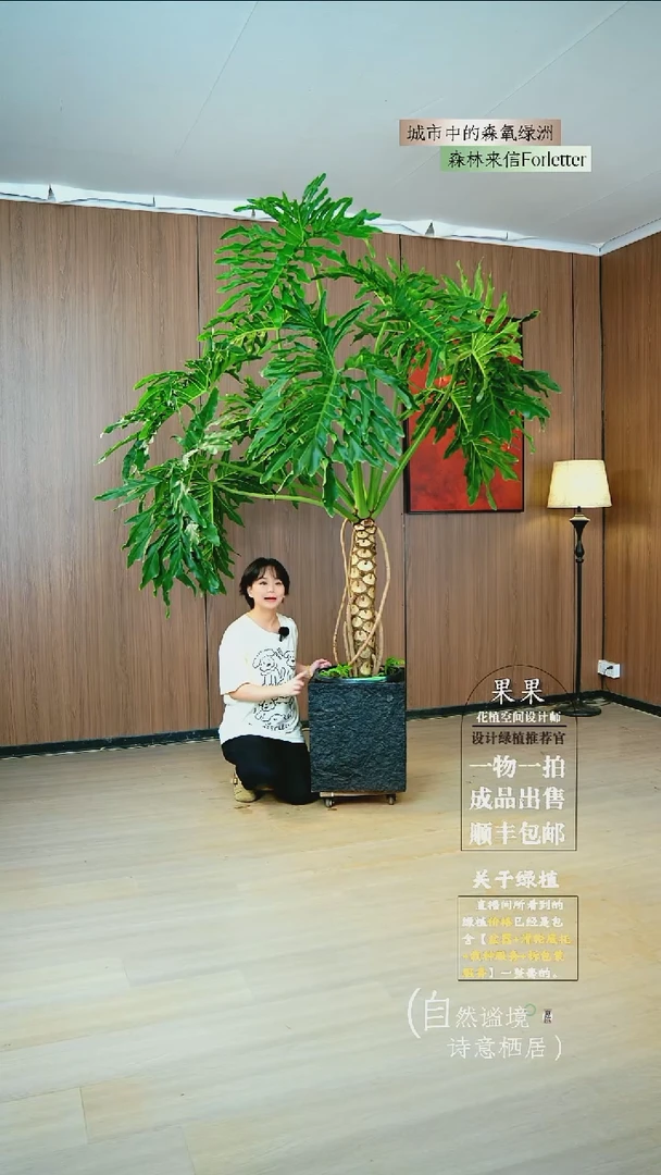 完全开放她****妈原生老桩龙鳞春雨种好栽好一整套送货上门