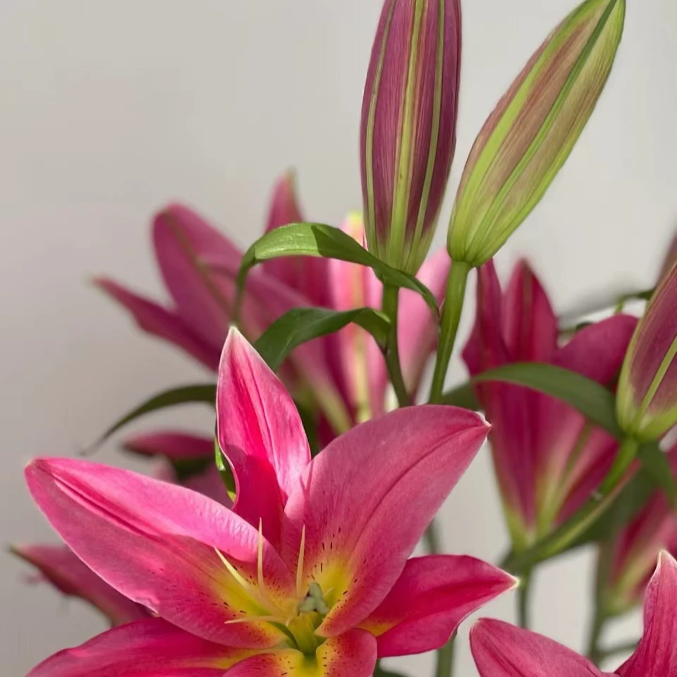 火石【香水百合】 【0度以下气温不拍保温棉不售后】