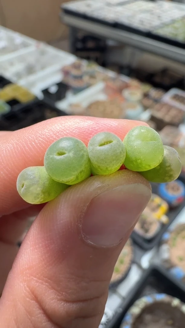 橙*子63多肉植物肉锥安格一颗