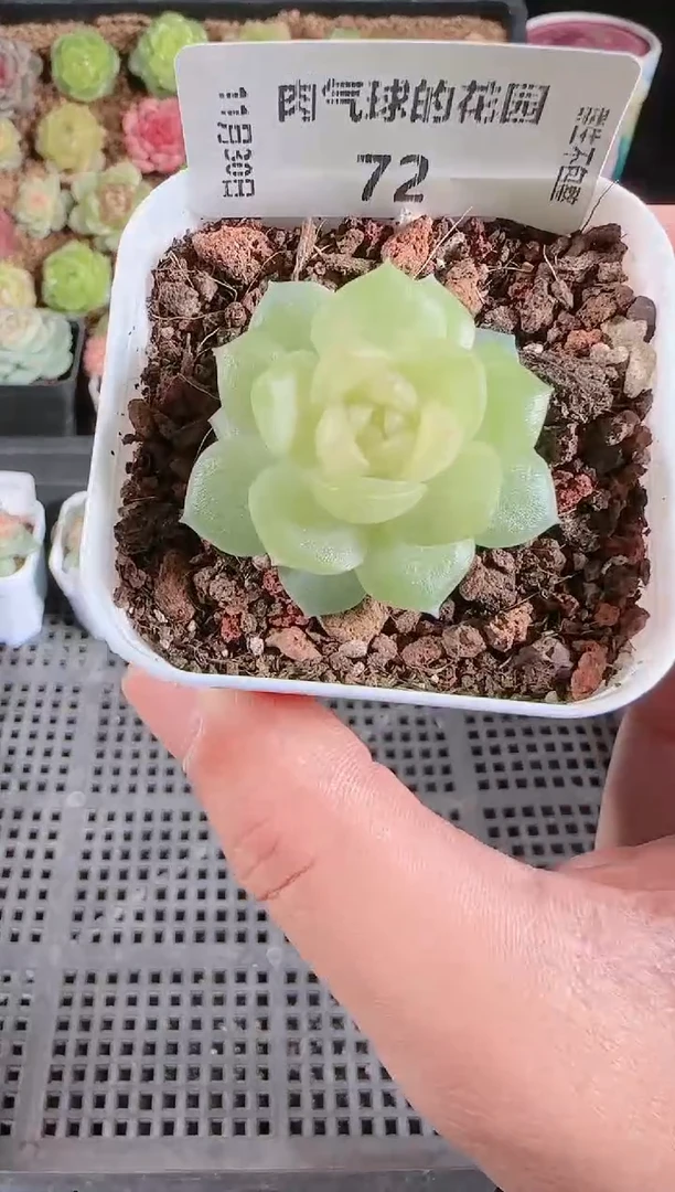 1130-72碧琉璃多肉群生不包整