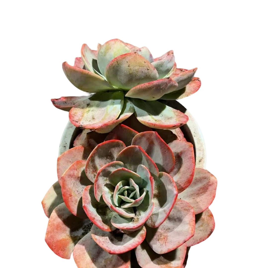 精品多肉植特 双头血凤