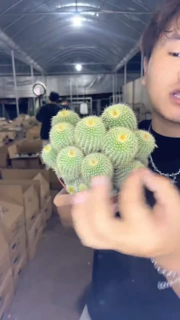 多头金冠群10-12cm
