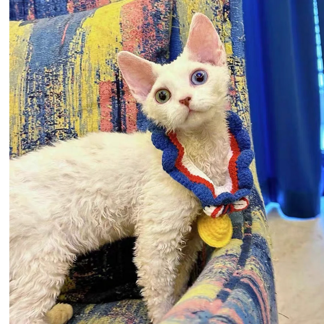 德文卷毛猫阿比西尼亚猫咪猫咪直播间