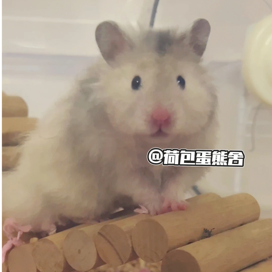 特价家养大体金丝熊波利健康可爱藤盒运输包邮