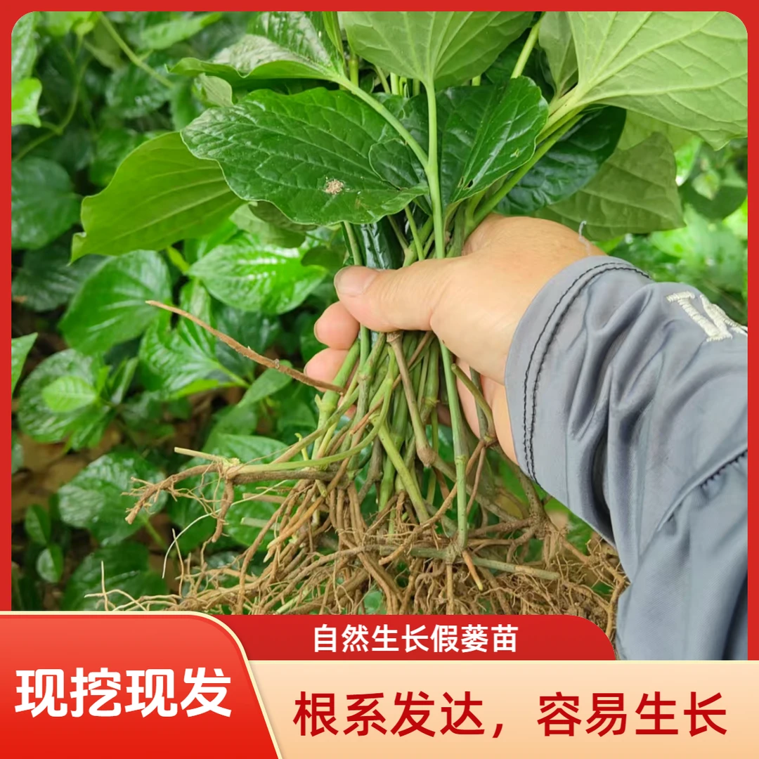 假蒌苗  自然生长假蒌苗  现挖现发
