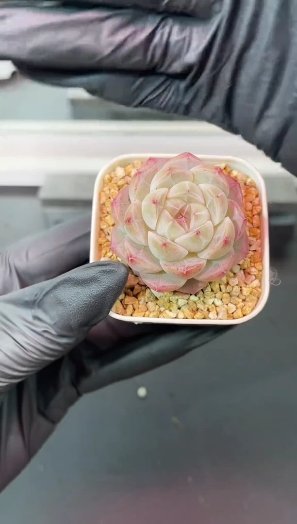 闪购1133 琉璃弹珠多肉一颗  3.8-4厘米