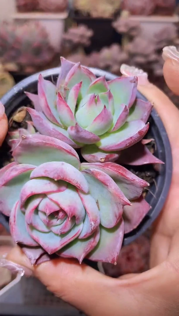 【闪购商品】484惊鸿仙子