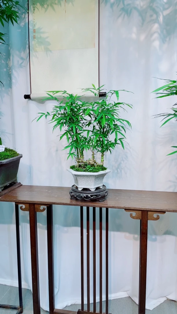 无花朵竹子盆景竹子盆景