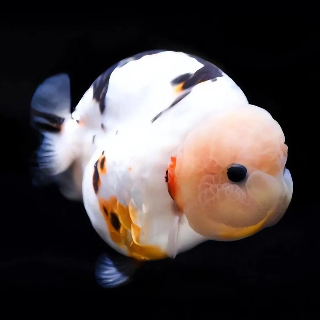 鱼悦轩兰寿150链接