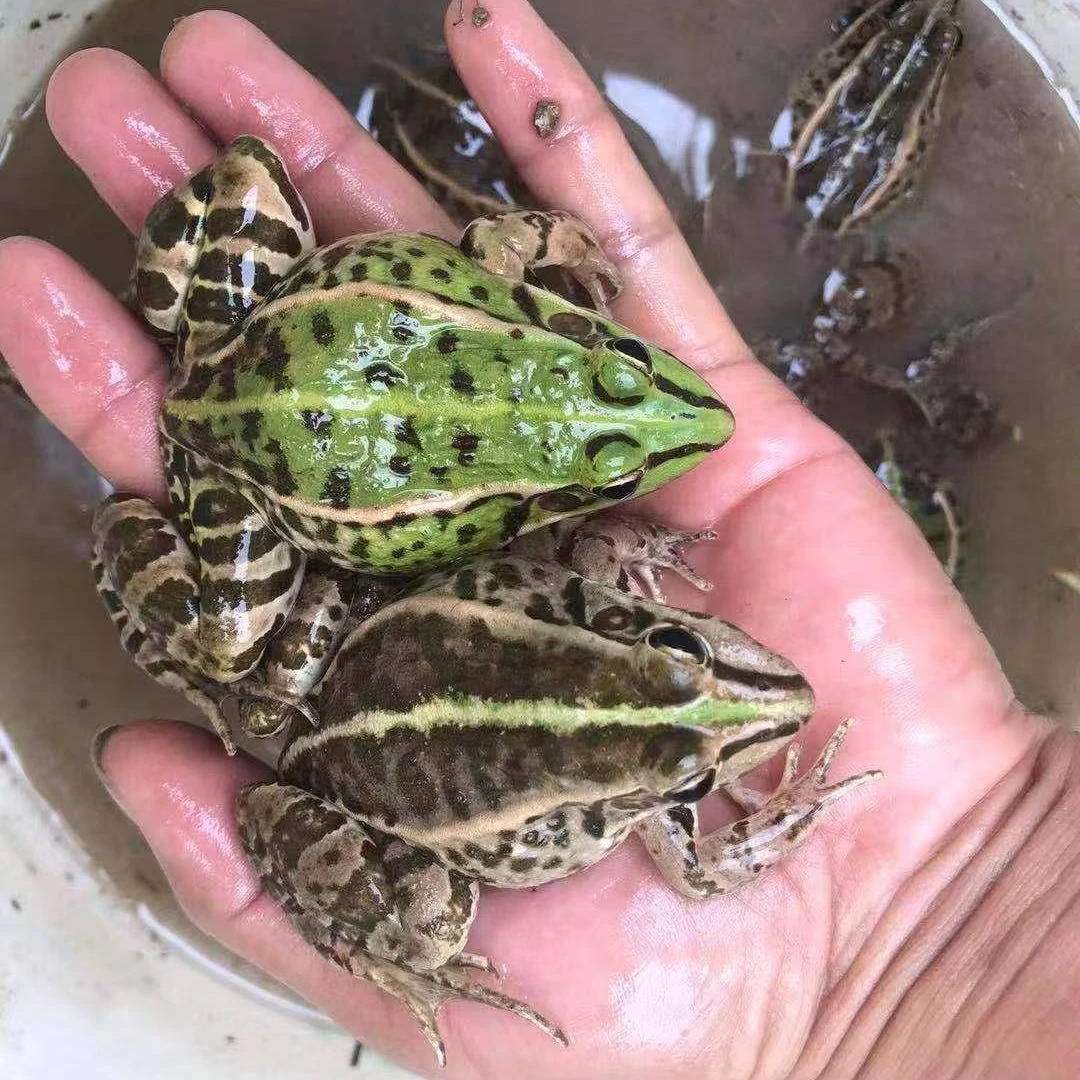 3斤特大蛙、活蛙（每斤7-10只）包活，田鸡