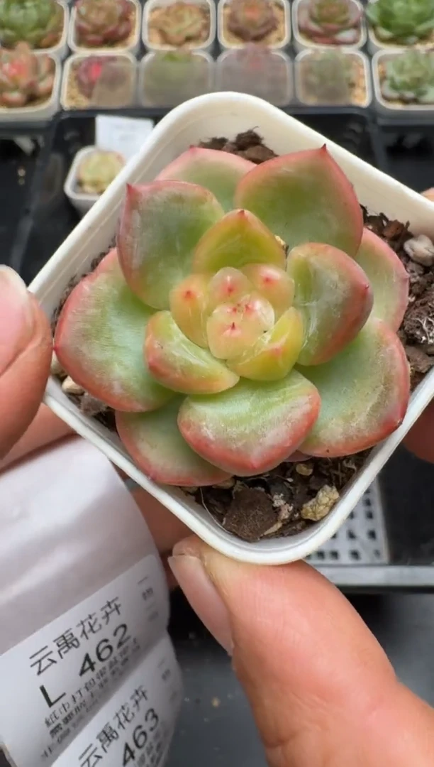 461L当天拍3颗包柚 带盆土纸巾打包 云禹花卉 珍妮多肉植物