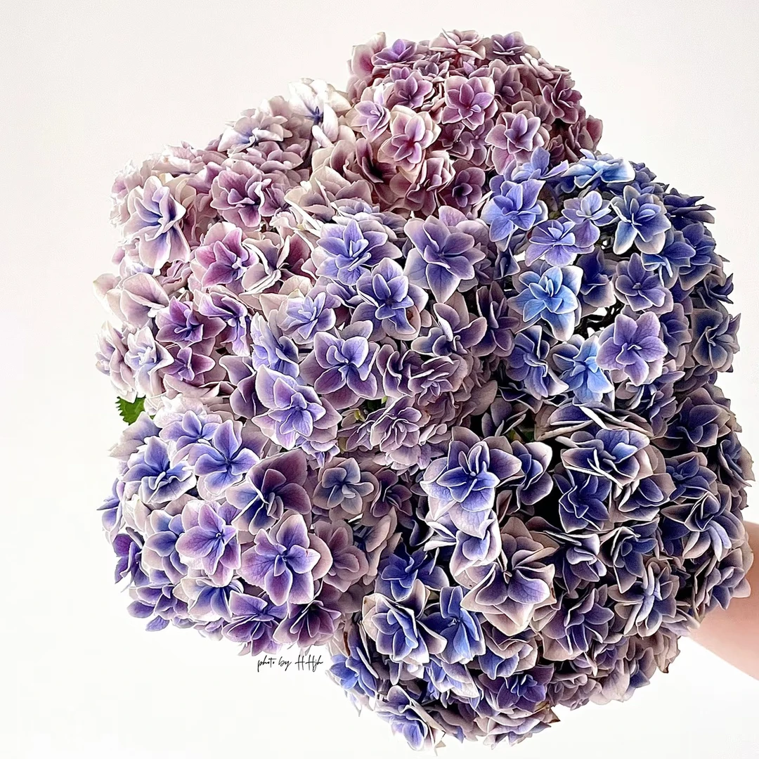 【麒麟绣球鲜花】云南产地直发 | 新鲜采摘