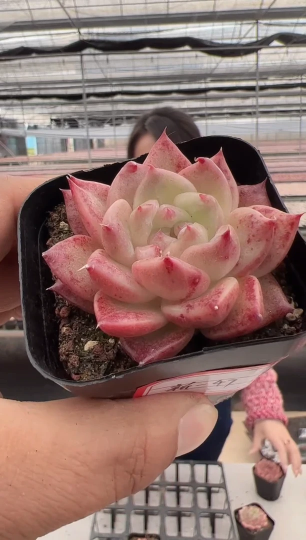 【闪购商品】新款多肉-47