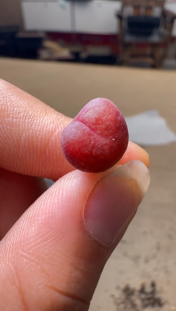 12-66多肉植物肉锥