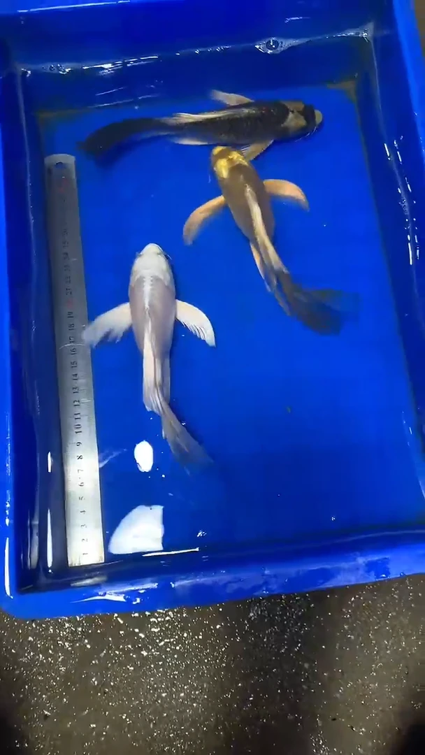 蝴蝶鲤鱼从**来蝴蝶鲤直播选鱼专用链接 凭开箱视频售后
