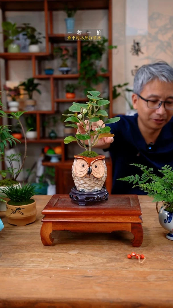 不开花植物红*?菩提444