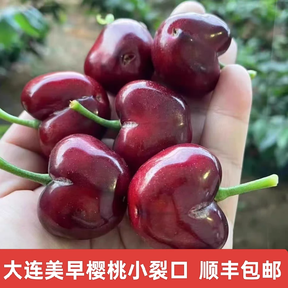 特价裂口辽宁省内大连美早樱桃顺丰空运1J-5J 2-5斤