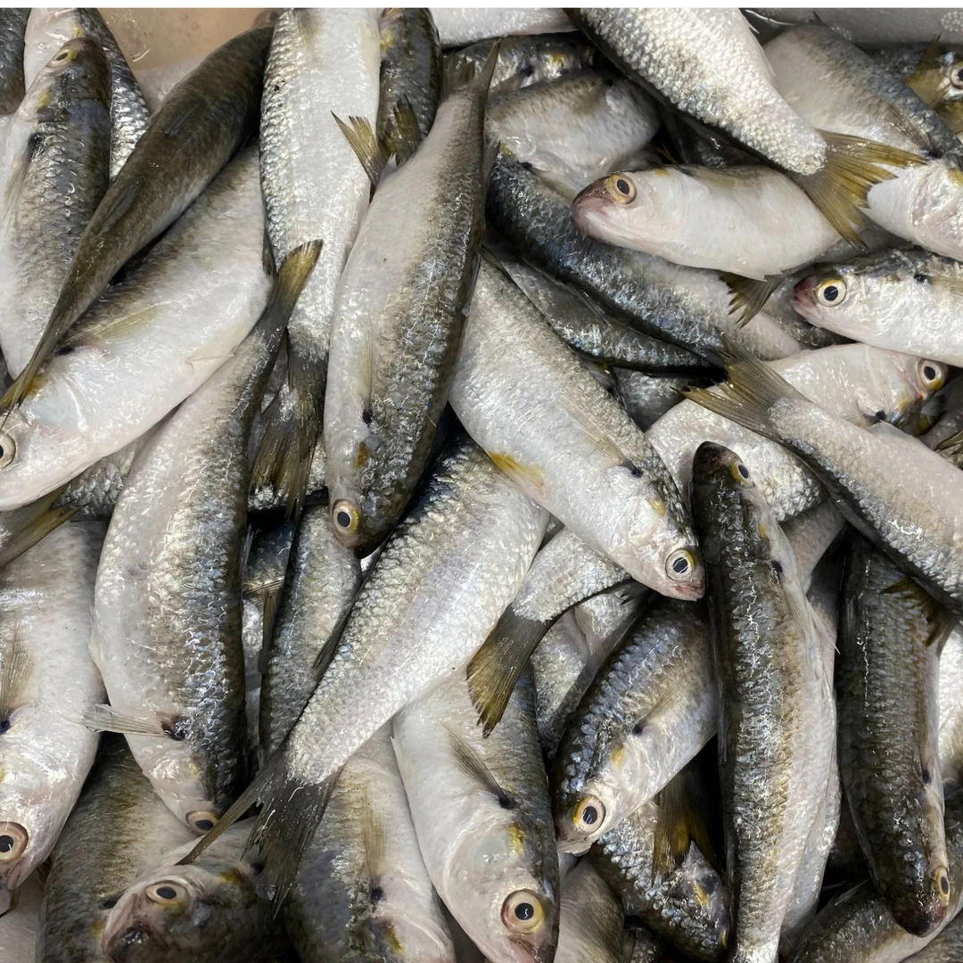 湛江海捕虫鱼 显鱼 白条鱼 顺丰速冻发货 新鲜海鱼
