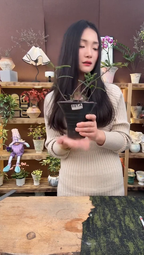 无花朵海岛叶下竹加盆一套788