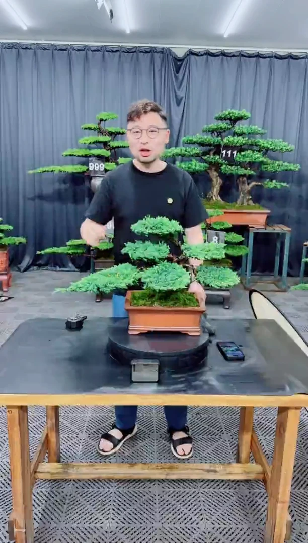 无花朵珍珠柏盆景......