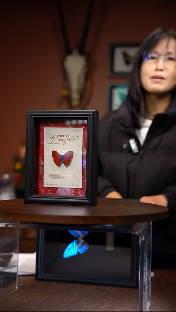 血漪蛱蝶 绢布款 常规