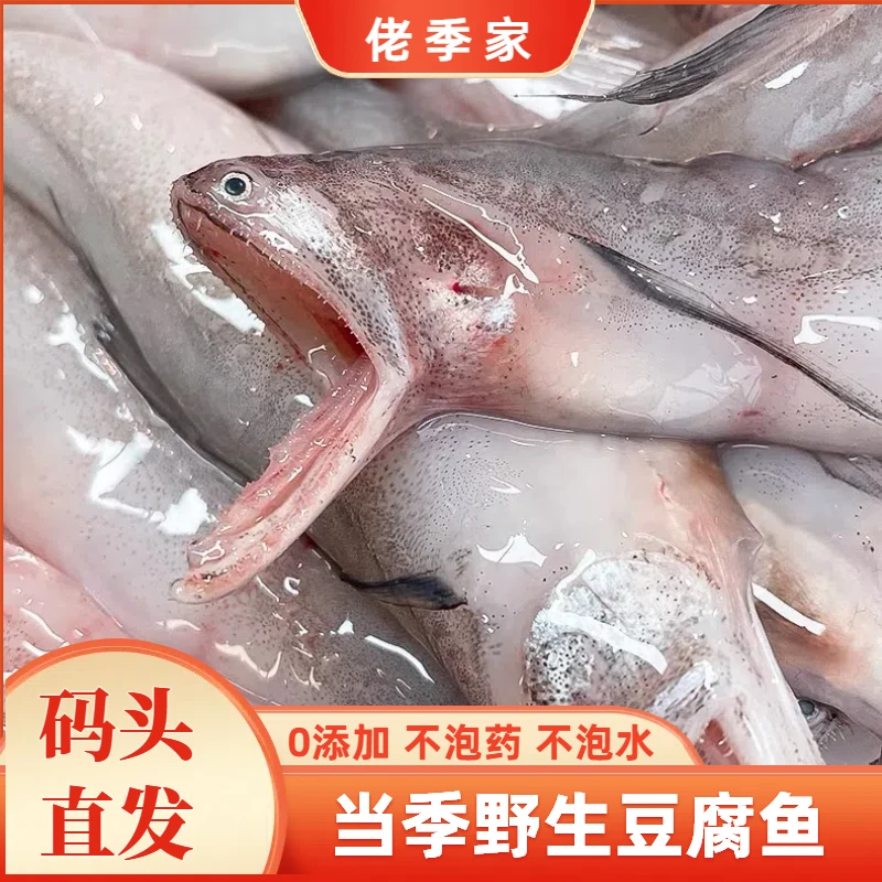 佬季家 当季新货鲜冻大号野生豆腐鱼  水鱼