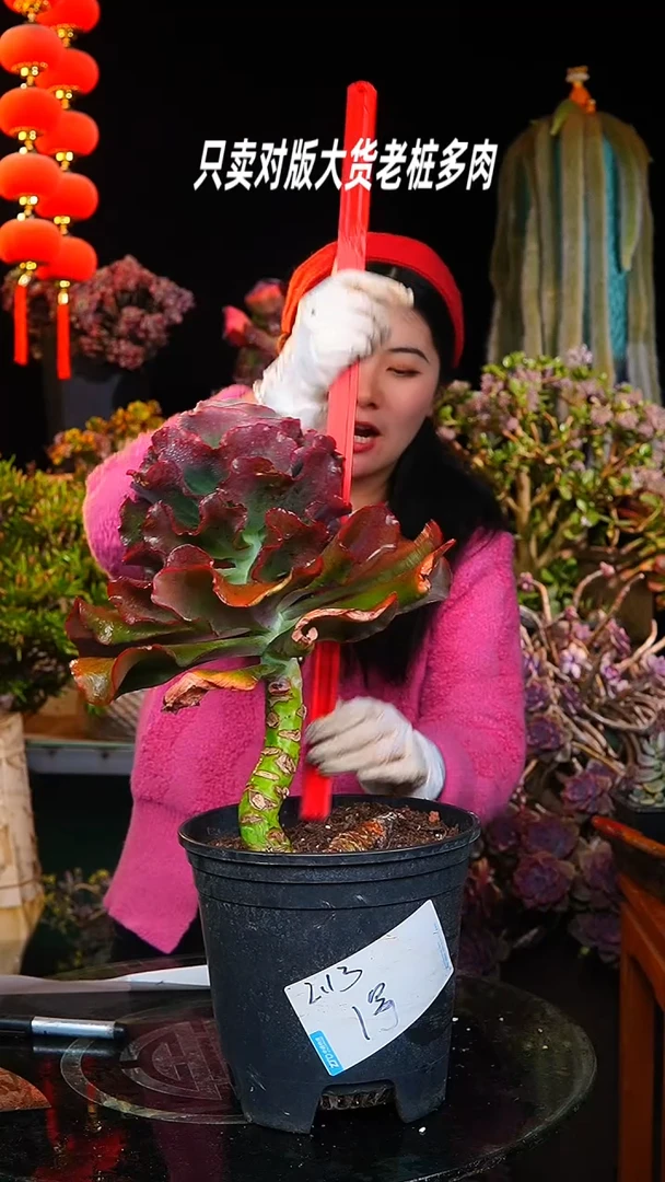 【闪购商品】舞会红群1号