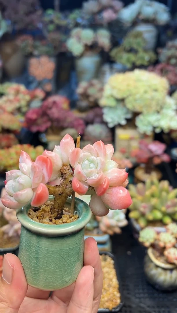 吞****吐718           不带盆