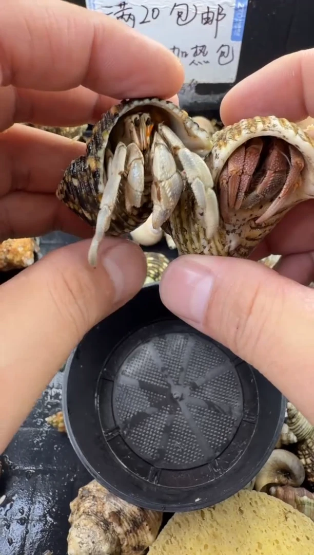 两只包活到手一只，不包全品