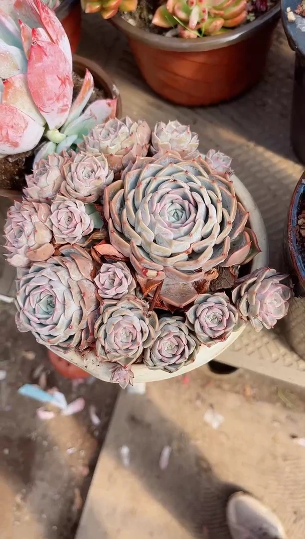 【闪购商品】23390