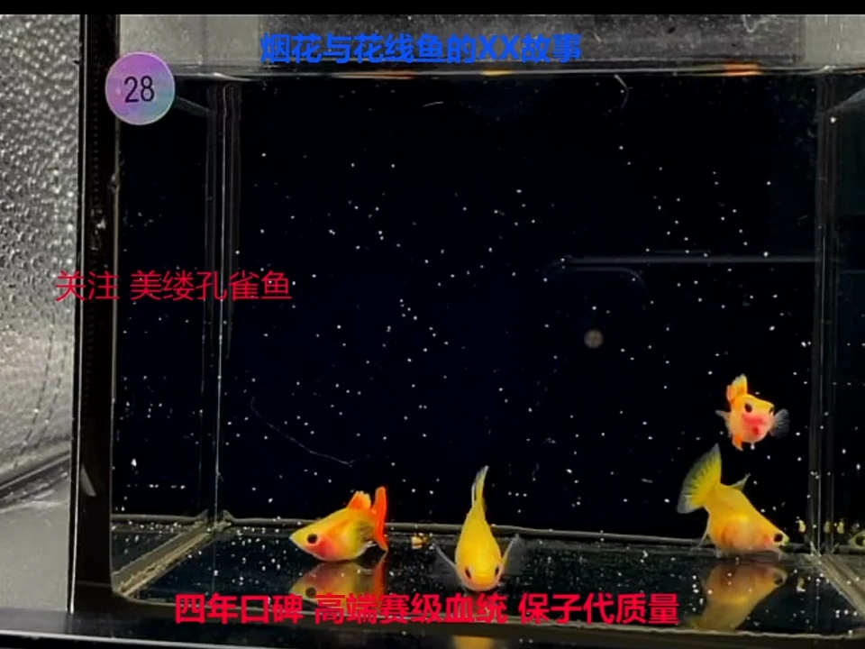 孔雀鱼落日玻璃猫球高端2对福利