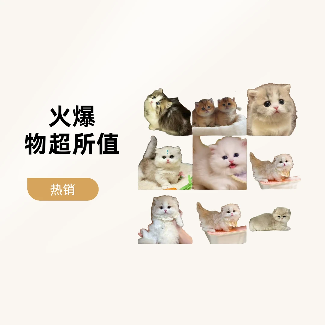 馋猫猫舍活体全款链接（漾漾）