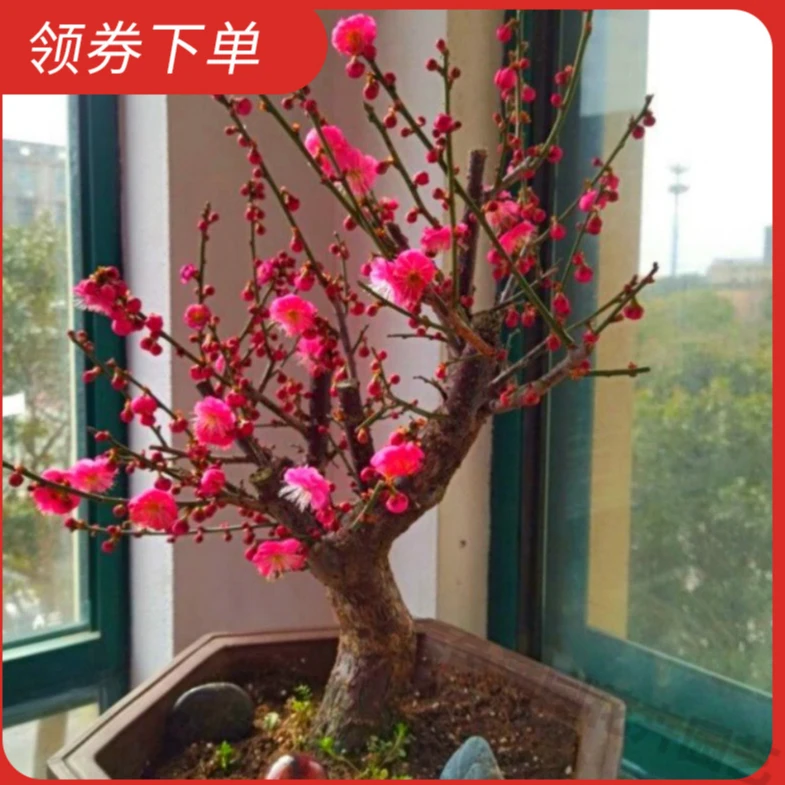 耐寒带芽今年开花苗浓香梅花盆地栽树苗室内外腊梅绿植花卉精品花