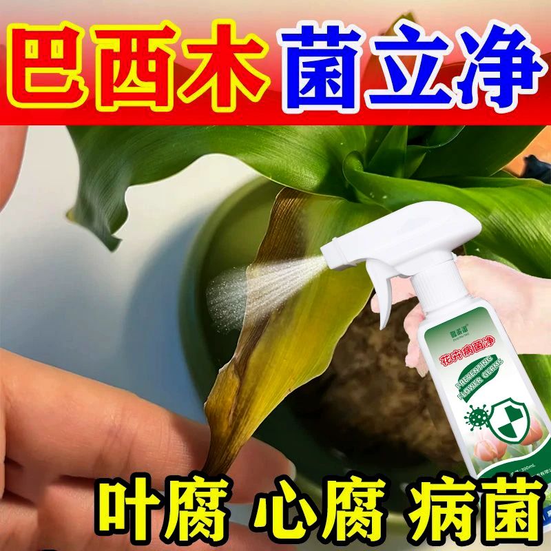 巴西木病清菌剂根腐发霉叶腐心腐黑斑黄叶干枯脱落烂根肥料病害清