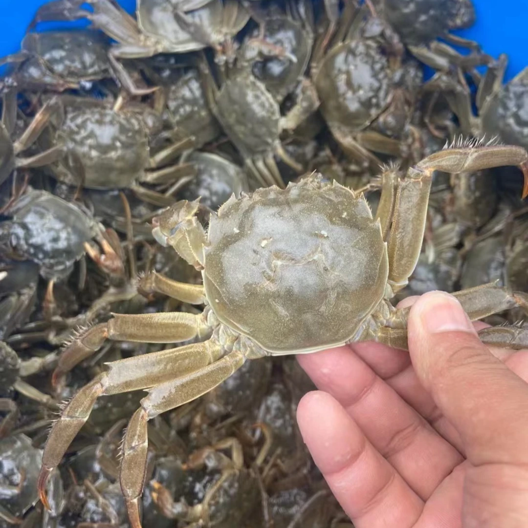 『母蟹·1只』江苏兴化大闸蟹（1.8-2.2两/只）  8-9成肥  黄偶有微苦 实重不泡水 死蟹赔 无黄退