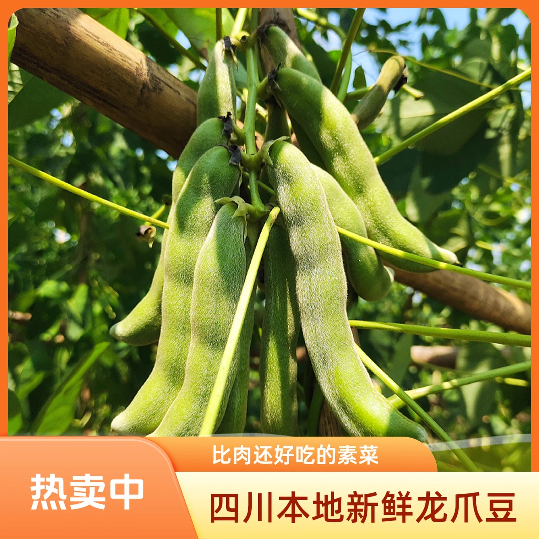 【顺丰包邮】四川本地龙爪豆新鲜蔬菜毛毛豆狗儿豆豆子时令农家