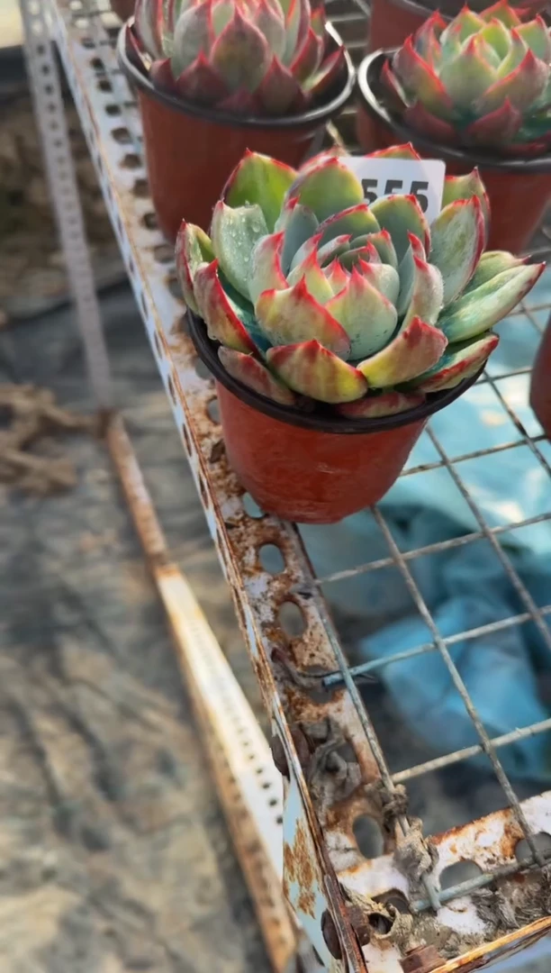 【闪购商品】A555惊鸿仙子（裸根发货）