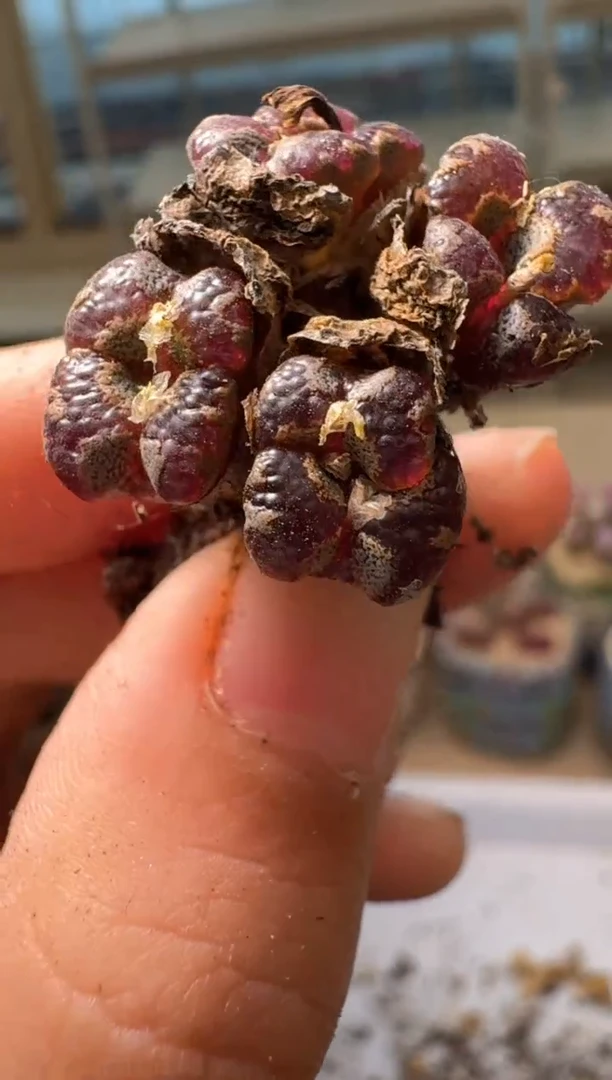 28-43多肉植物肉锥超蝶群