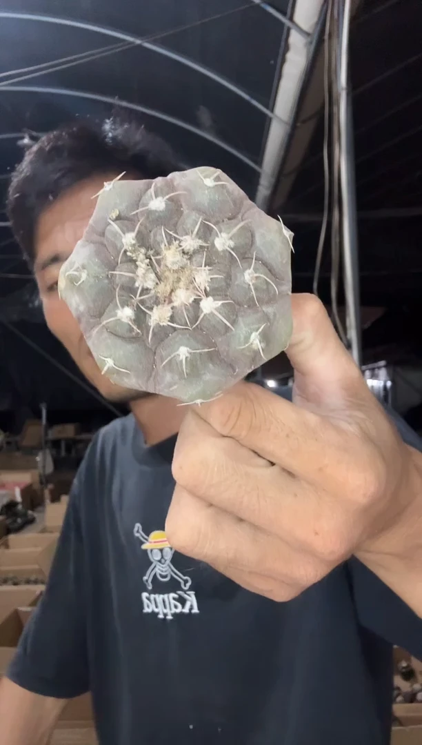 实生大号铅皮19.99