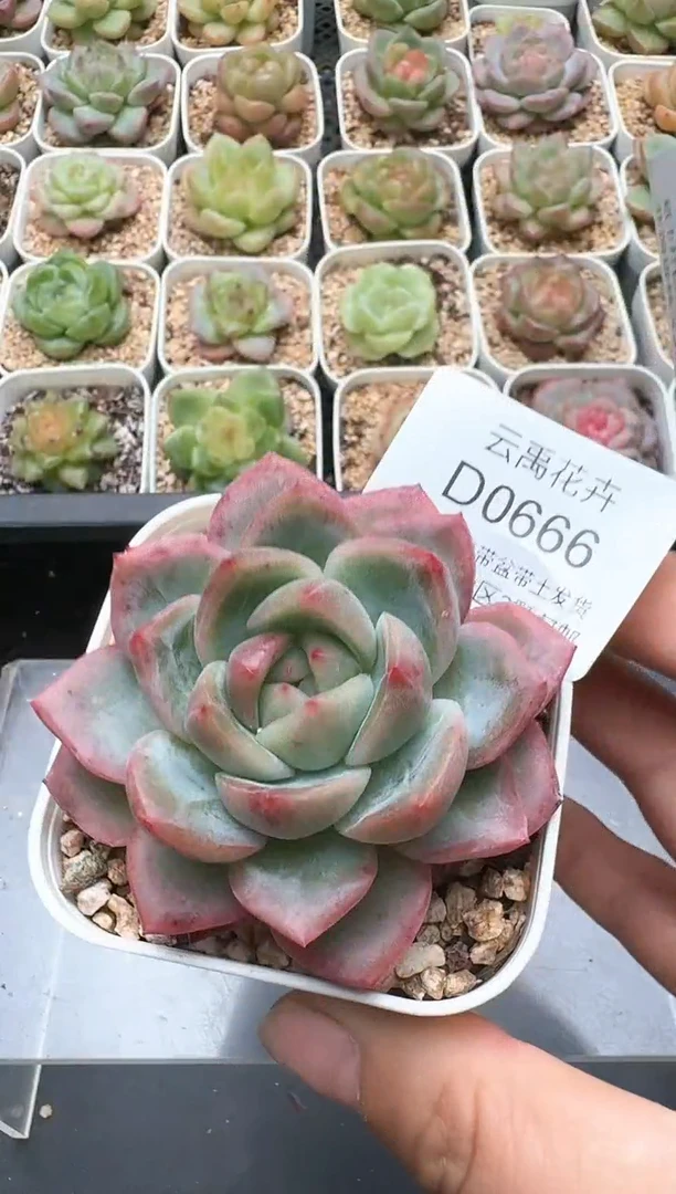 666D云禹多肉植物 带盆土纸巾打包 3颗包邮