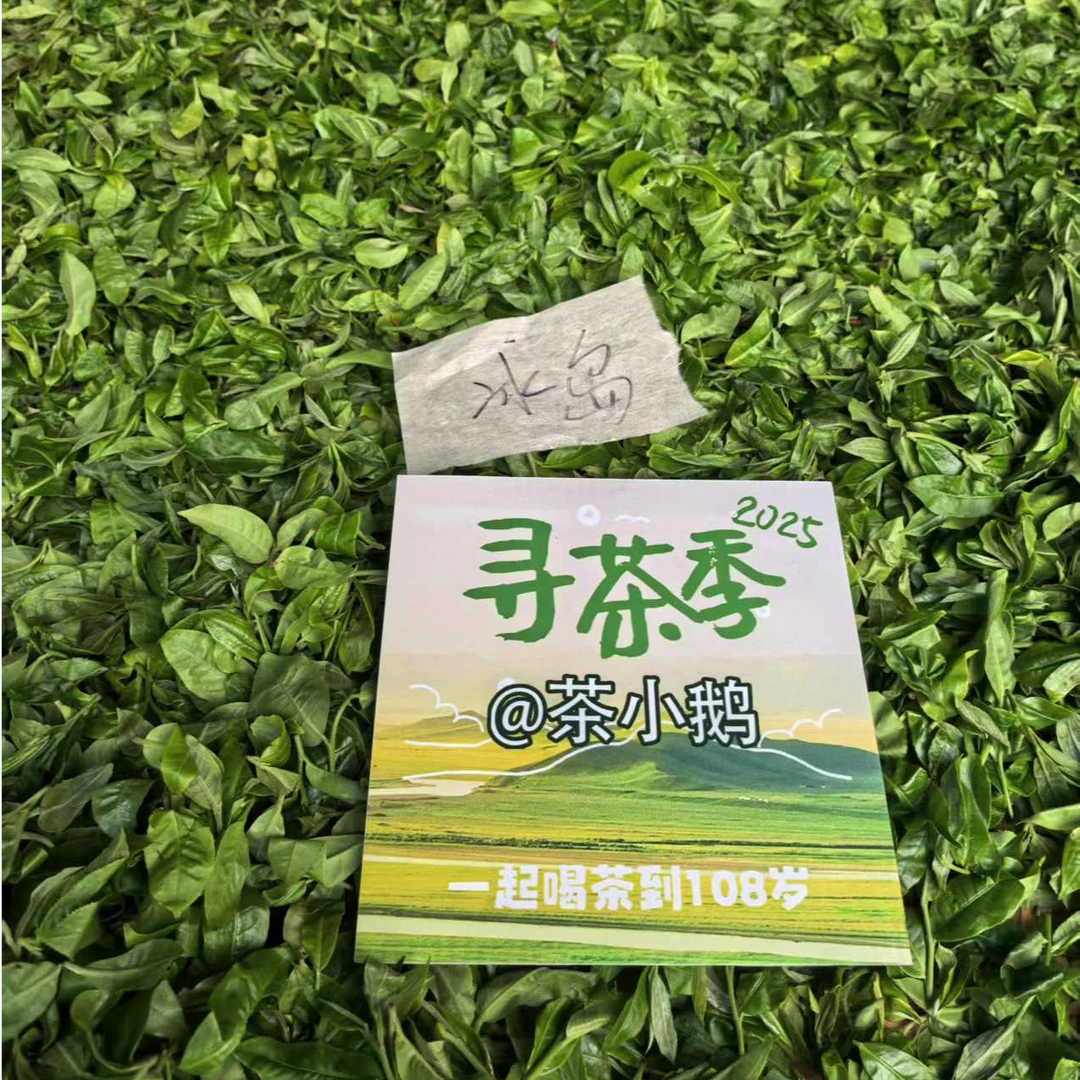 茶小鹅2025年【冰岛老寨】3g生普龙珠30g普洱茶