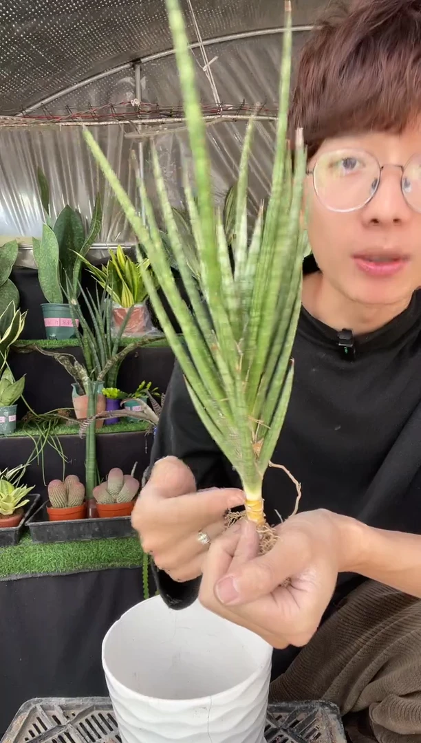 【闪购商品】泰品狐狸尾裸根8.8