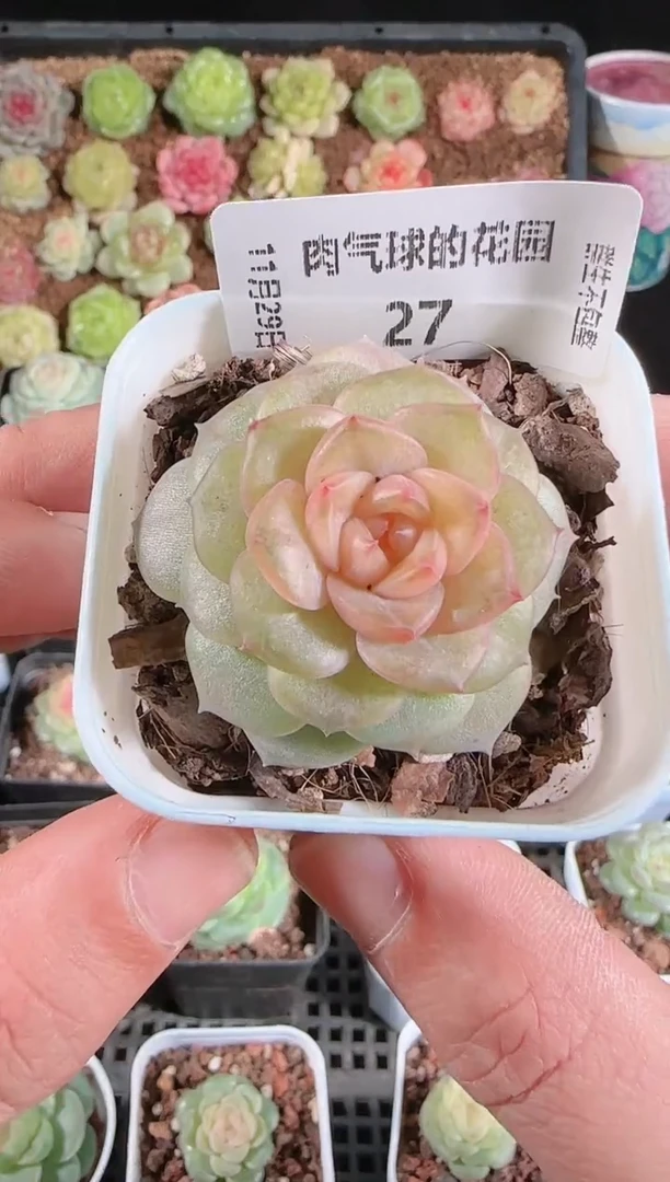 多肉1129-27bl-56群生不包整