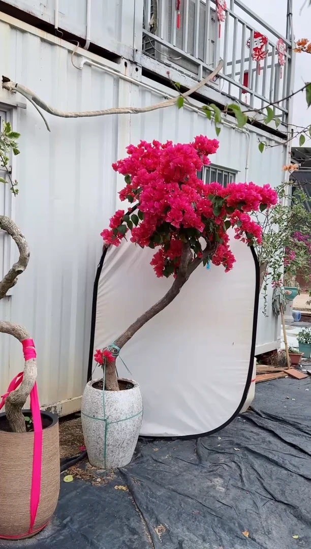 【闪购商品】盆景同安红