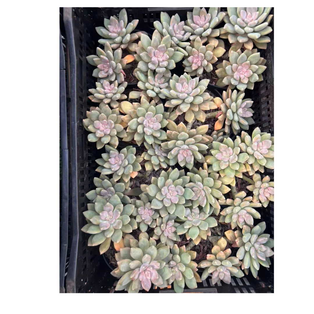 植迷园艺多肉植物10月29日丽萨花园