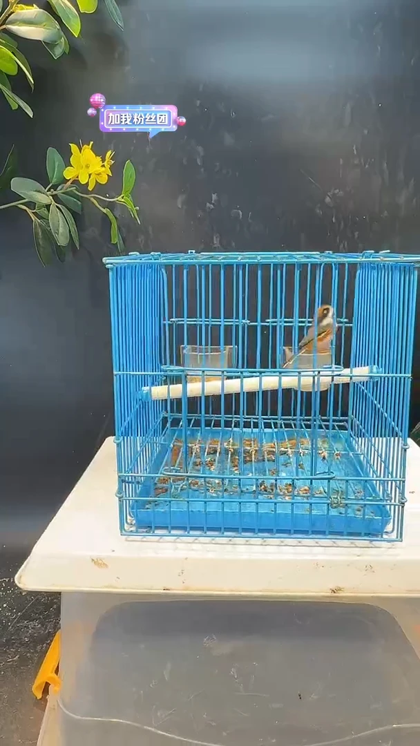 59号  小熊猫养笼  0元起拍