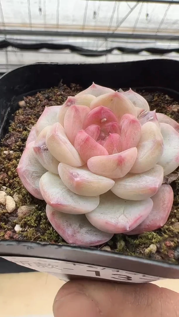 【闪购商品】新款多肉-137