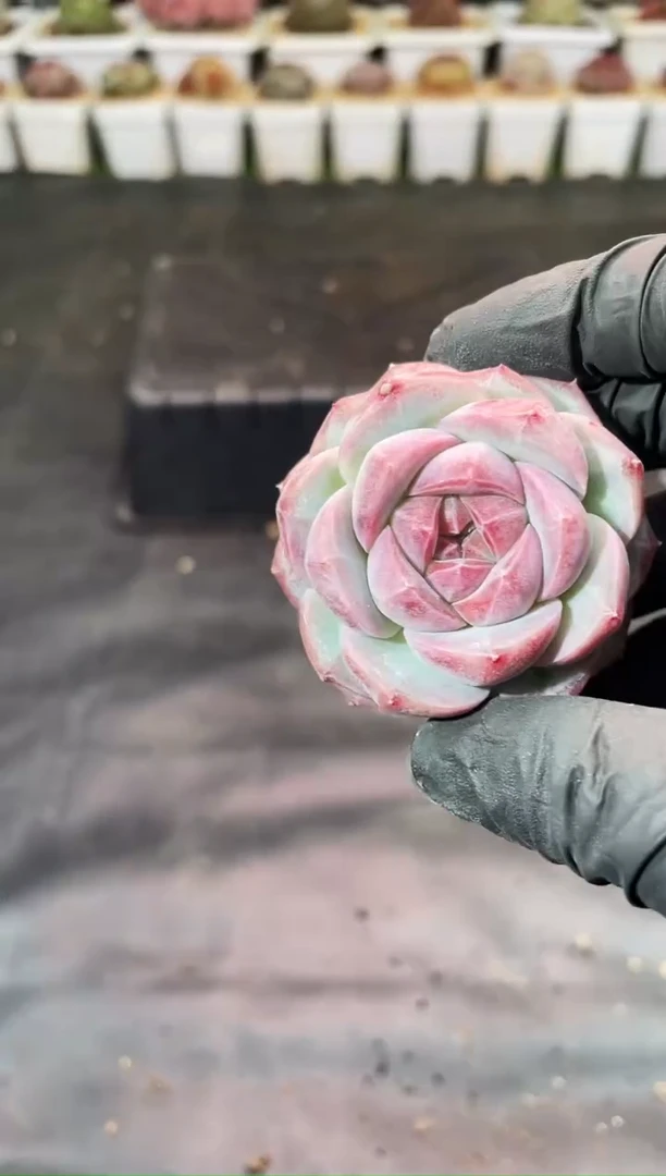 12-53紫灵珠3-4厘米量拍发一颗