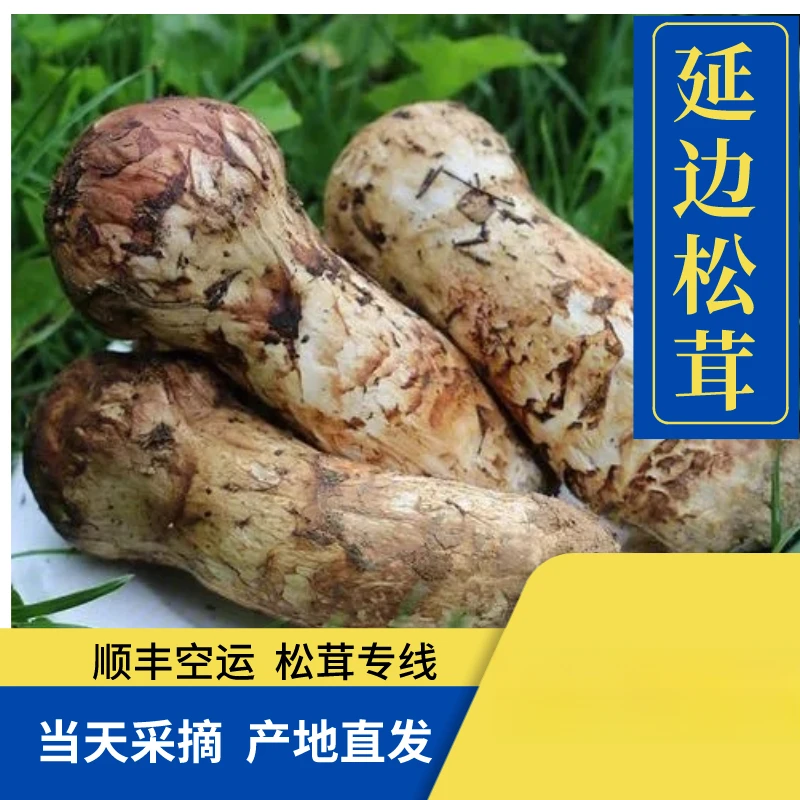 2025年延边本地二级松茸 750g/箱礼盒发货当天采摘产地直发新鲜